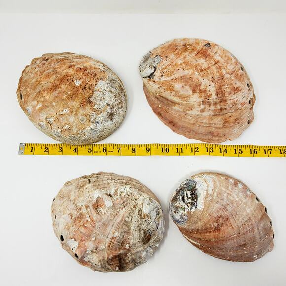 Vintage lot LARGE MOTHER OF PEARL CALIFORNIA ABALONE SHELL UNPOLISHED - Picture 6 of 8